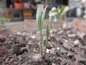 Palm seedling germinating