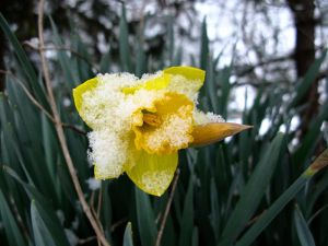Daffodil with spring snow