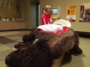 Bison in Then Now Wow at MN History Center
