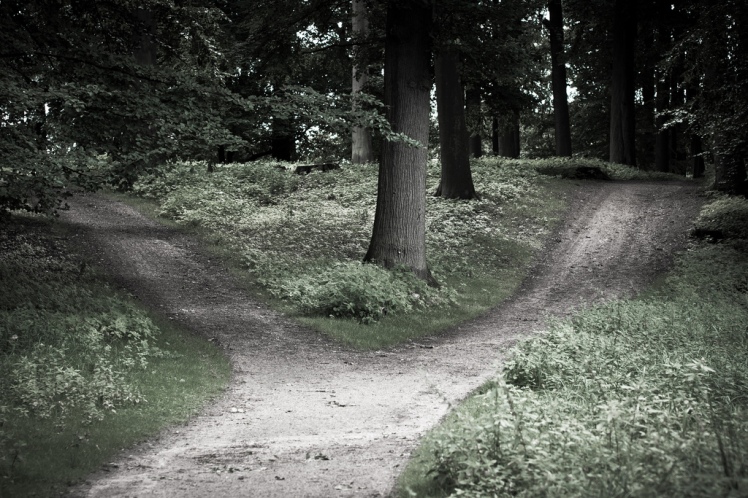 "crossroads" in a forest