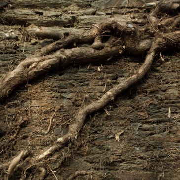 Tree roots