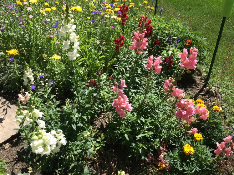 Flowers in Salem's garden