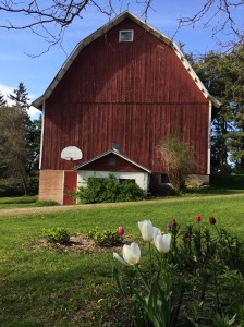 The barn and dairy at Grandpa's farm