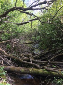The stream that runs behind the farmhouse